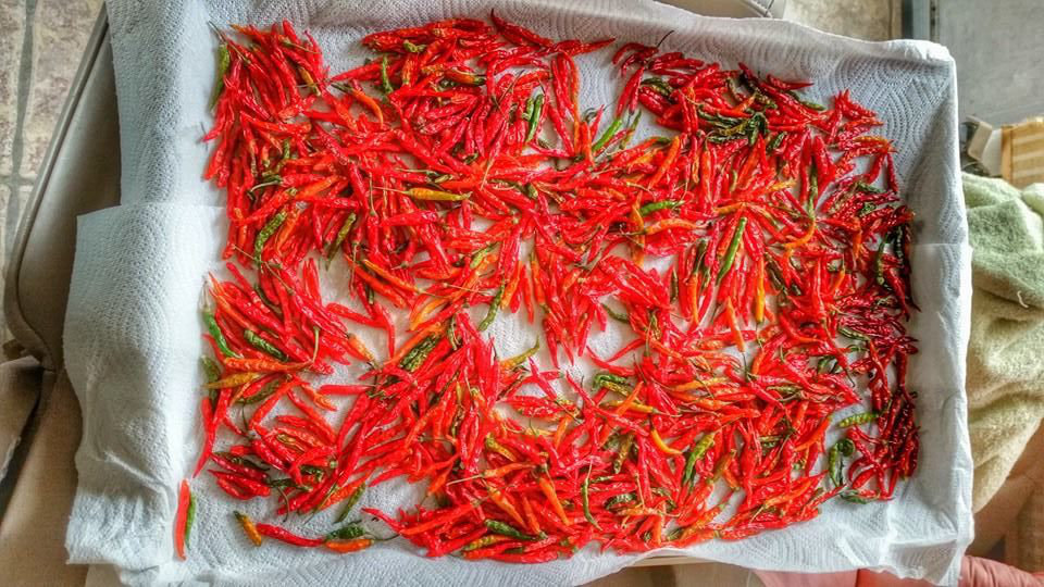 Fresh chilies harvested from the greenhouse