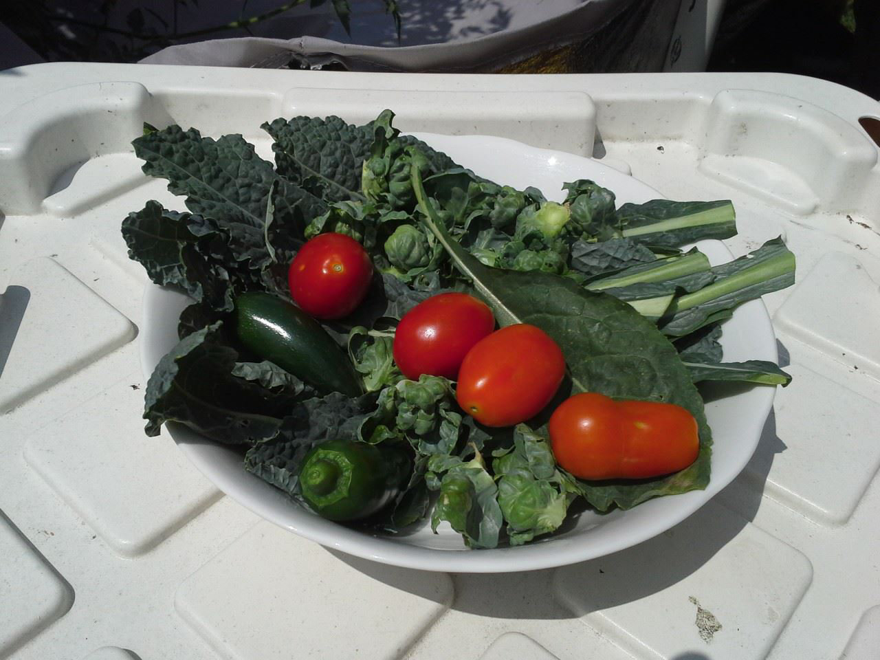 Fresh tomatoes, kale, and peppers from the garden