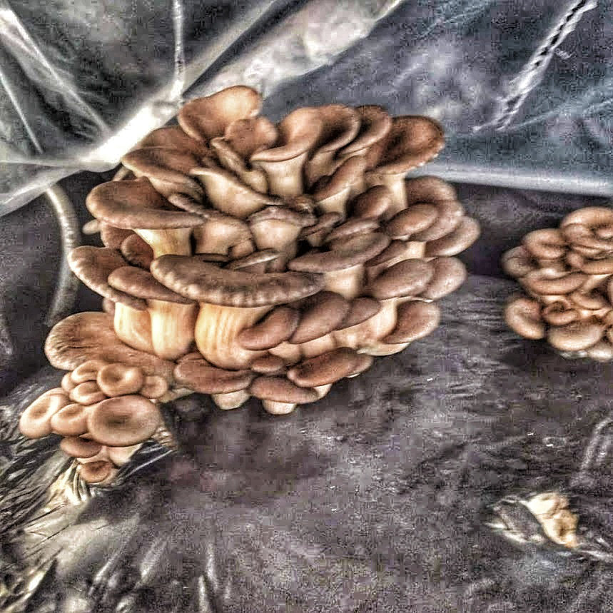 Oyster mushrooms cultivated in the growing chamber